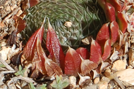 Orostachys cfr. spinosa  (Crassulaceae) - Mongolia